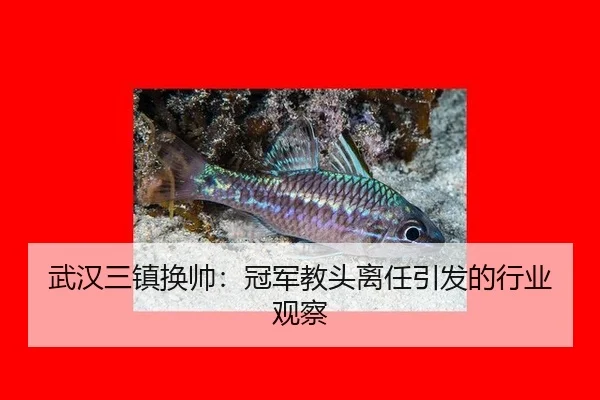 武汉三镇换帅：冠军教头离任引发的行业观察
