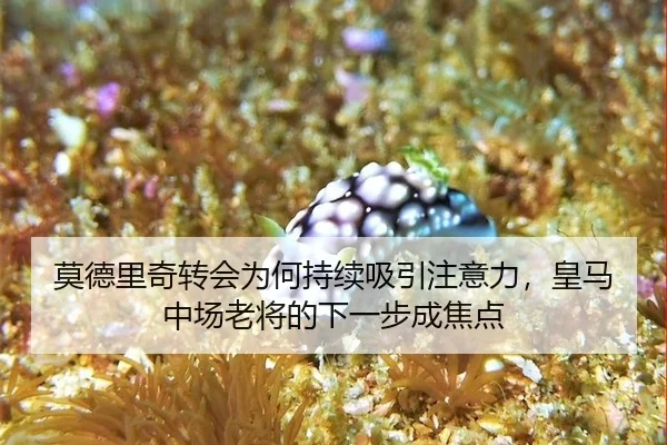 莫德里奇转会为何持续吸引注意力，皇马中场老将的下一步成焦点